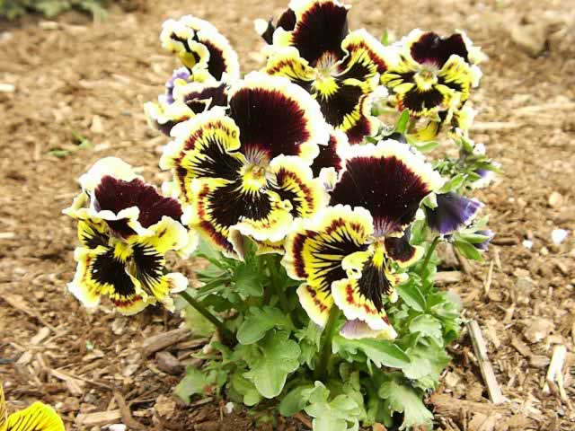 Pansies blooming in the garden