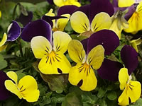 Purple and Yellow Johnny Jump Ups in Bloom, Viola tricolor