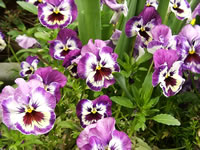 Purple and White Pansies in the Garden, Viola x wittrockiana