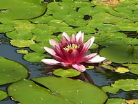 A Bright Pink Water Lily Flower