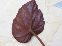 Begonia rex-cultorum leaf to be used for wedge cuttings