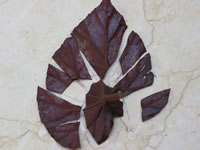 Begonia rex leaf cut into wedges for propagating