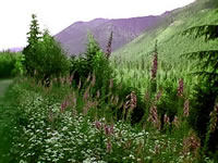Wildflowers in Bloom in a Mountain Meadow Wildflowers in Bloom in a Mountain Meadow