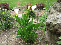 White Calla Lilies Blooming in the Garden