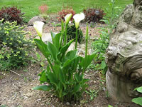 Zantedeschia aethiopica