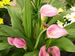 Pink Calla Lily Flowers