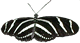 Zebra Longwing Butterfly Zebra Longwing Butterfly