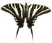 Zebra Swallowtail Butterfly Zebra Swallowtail Butterfly