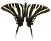 Zebra Swallowtail Butterfly