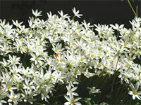 A White Flowering Fairy Lily in Bloom, Zephyranthes candida