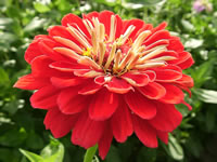 A Bright Red Zinnia in Bloom, Zinnia elegans