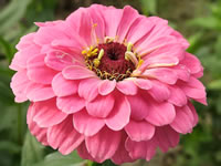 A Dark Pink Zinnia Flower