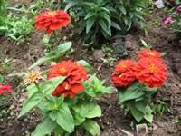 Bright Red Zinnias Blooming in the Garden